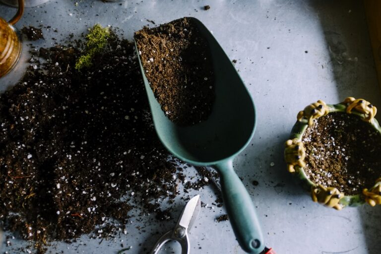 Plant Stress Unsplash